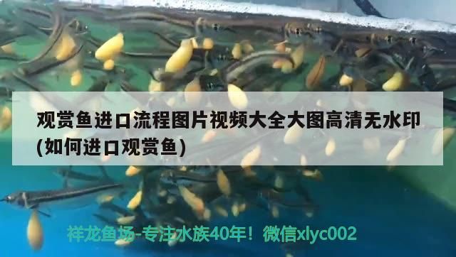 觀賞魚進口流程圖片視頻大全大圖高清無水印(如何進口觀賞魚)（觀賞魚進口流程圖片視頻）