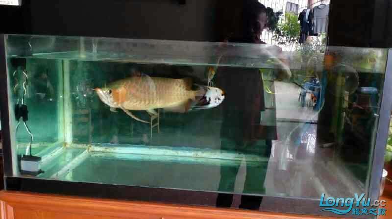 如何為紅龍魚提供適宜的飼養環境呢：如何為紅龍魚提供適宜的飼養環境（如何為紅龍魚提供適宜的飼養環境）