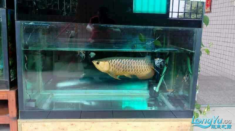 如何為紅龍魚提供適宜的飼養環境呢：如何為紅龍魚提供適宜的飼養環境（如何為紅龍魚提供適宜的飼養環境）