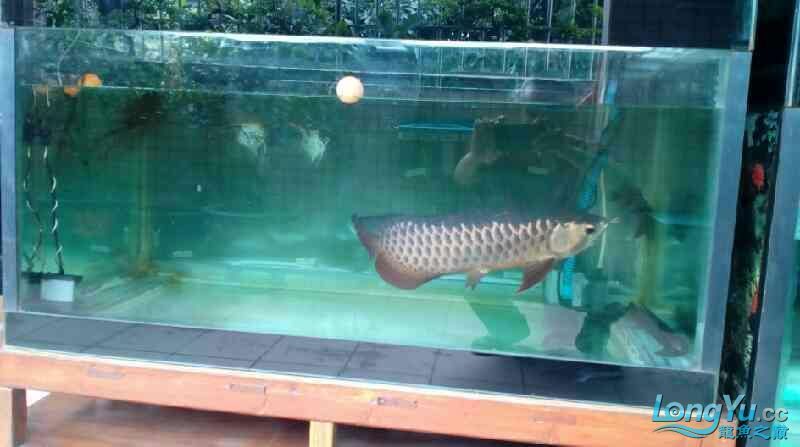如何為紅龍魚提供適宜的飼養環境呢：如何為紅龍魚提供適宜的飼養環境（如何為紅龍魚提供適宜的飼養環境）