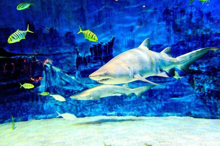 北京還有哪些龍魚水族館