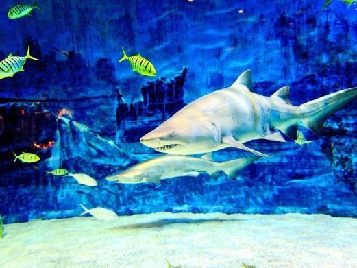 北京還有哪些龍魚水族館