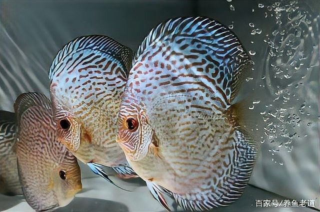 如何預(yù)防火龍魚缺氧？（夏季高溫對火龍魚有什么影響）