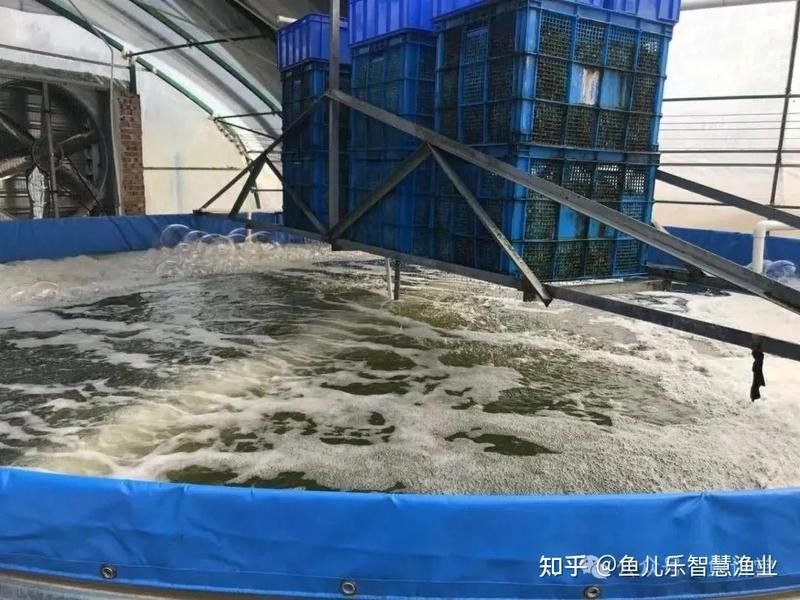 如何預(yù)防火龍魚缺氧？（夏季高溫對火龍魚有什么影響）