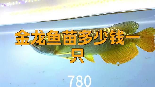金龍魚苗多少錢一只（金龍魚苗多少錢一只金龍魚苗多少錢一只鹿娛星球展開）
