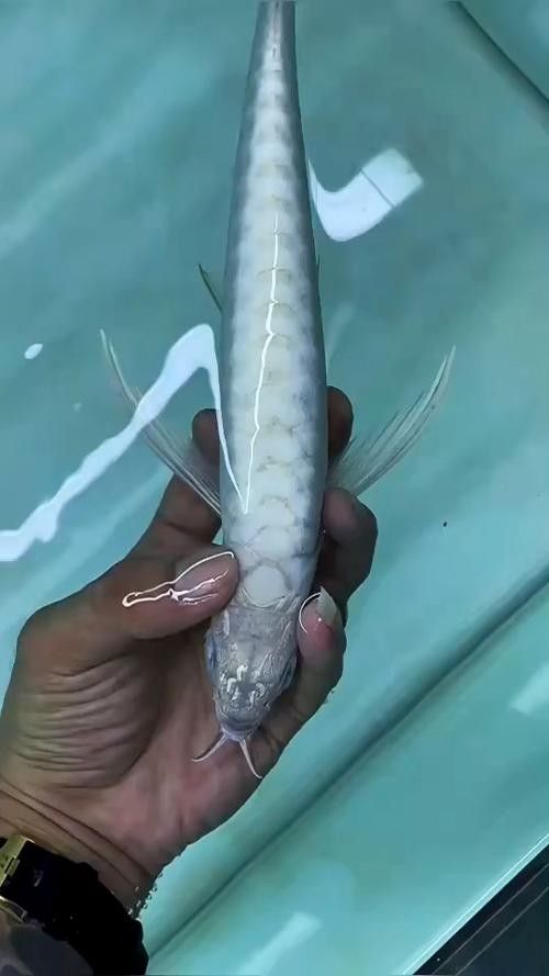 藍底過背金龍和白金過背有何區別（底過背金龍和白金過背龍魚什么時候發色囍）