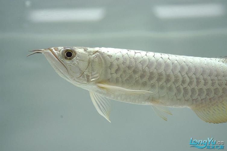 藍底過背金龍和白金過背有何區別（底過背金龍和白金過背龍魚什么時候發色囍）