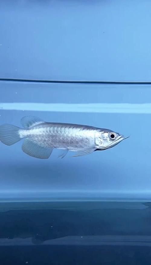 如何判斷B過金龍魚是否開始爬背，判斷b過金龍魚是否開始爬背，b過金龍魚爬背過程是怎樣的