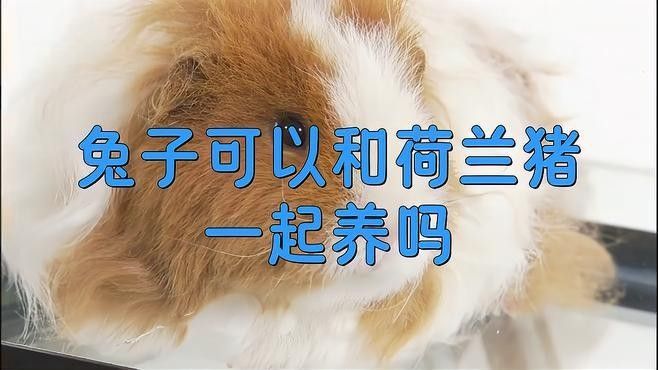 荷蘭豬和兔子一起養需要注意什么