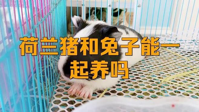 荷蘭豬和兔子一起養需要注意什么