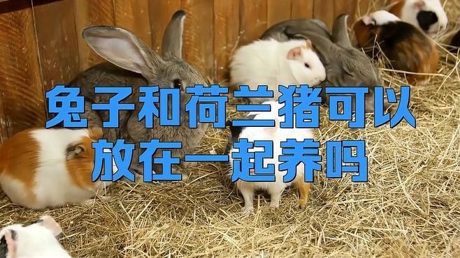 荷蘭豬和兔子一起養需要注意什么
