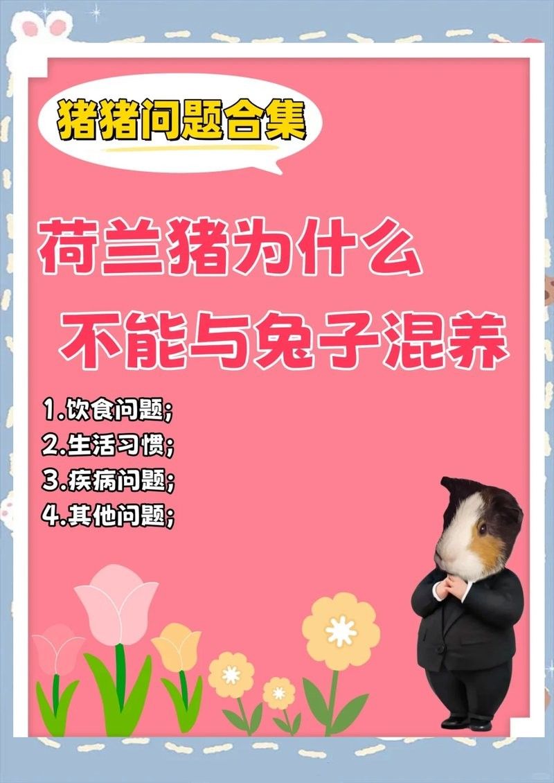 荷蘭豬和兔子一起養需要注意什么