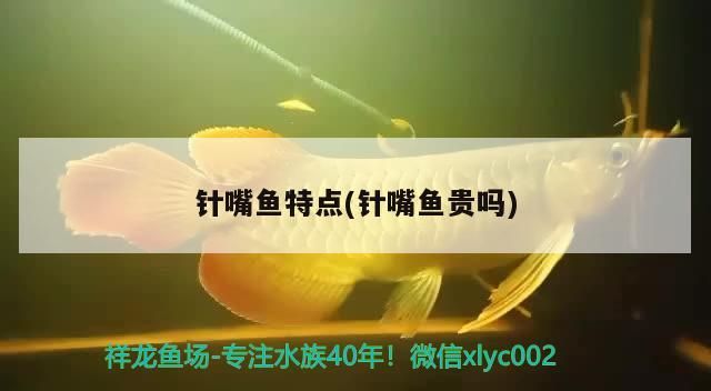 針嘴魚特點(針嘴魚貴嗎)