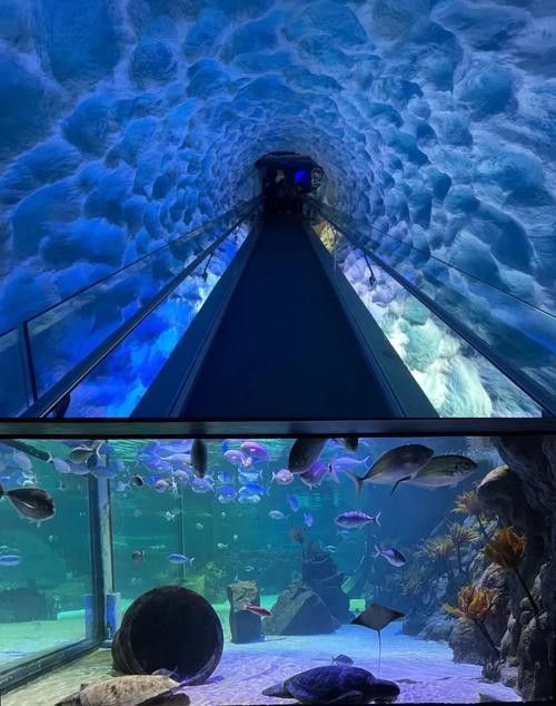 葉縣的夢幻水族館有哪些特色？