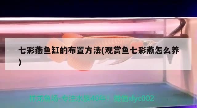 七彩燕魚缸的布置方法(觀賞魚七彩燕怎么養)