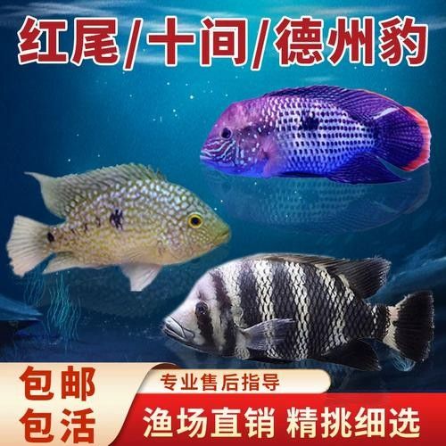 藍寶石龍魚的價格是多少？