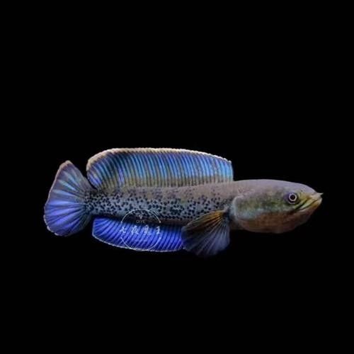 藍寶石龍魚的價格是多少？