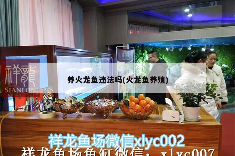 養火龍魚違法嗎(火龍魚養殖)