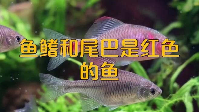 蘇門答臘島的紅尾金龍魚有何特點(diǎn)（蘇門答臘島的紅尾金龍魚特點(diǎn)）