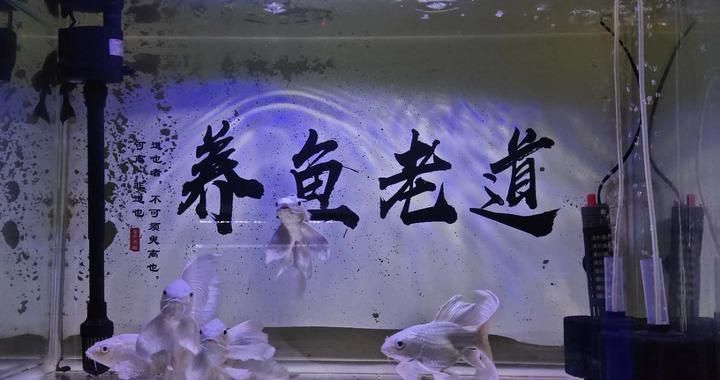 大型龍魚缸什么牌子好用又便宜：-如何選擇適合家庭養(yǎng)魚的大型龍魚缸