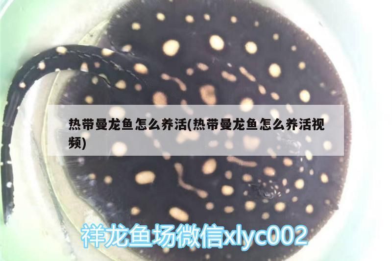 熱帶曼龍魚怎么養活(熱帶曼龍魚怎么養活視頻)