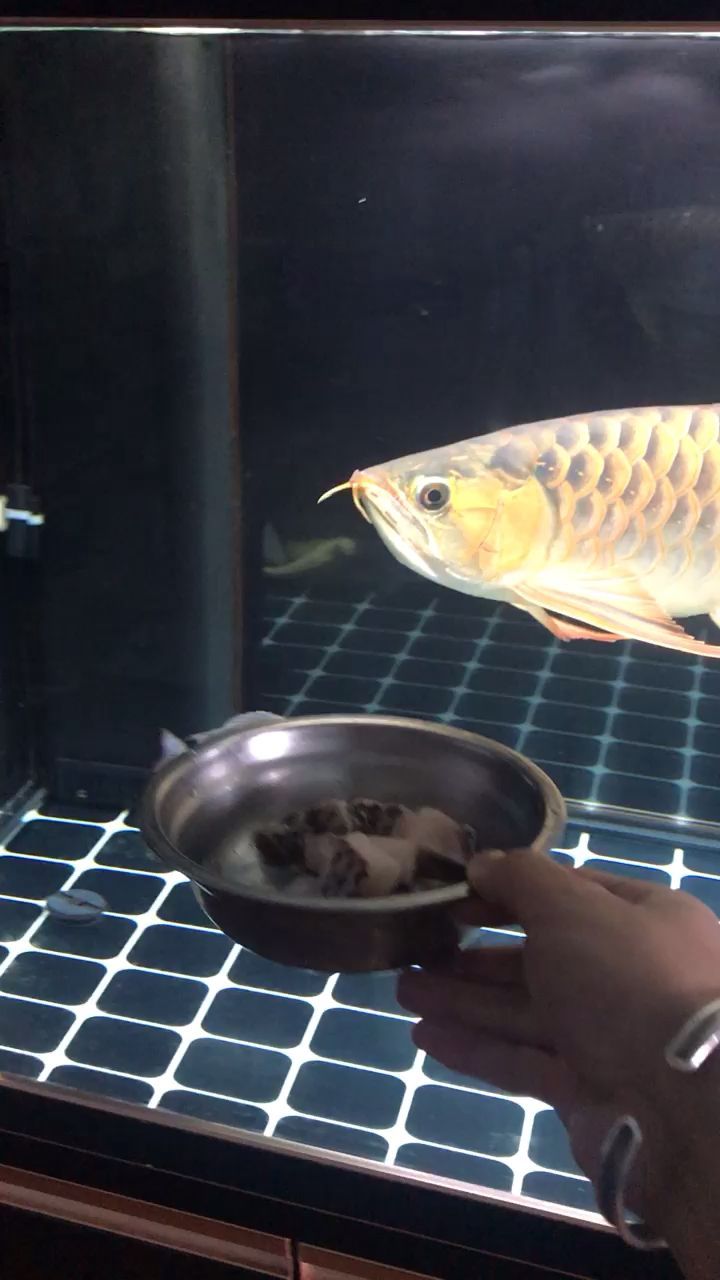 情人節(jié)只有魚兒陪[ciya]