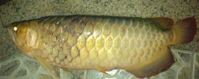 如何判斷龍魚錯鱗是否細菌感染（龍魚掉鱗片怎么辦）