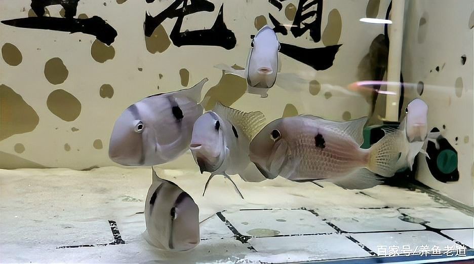 濟寧魚缸回收公司聯(lián)系方式及電話號碼及電話號碼，濟寧魚缸回收公司