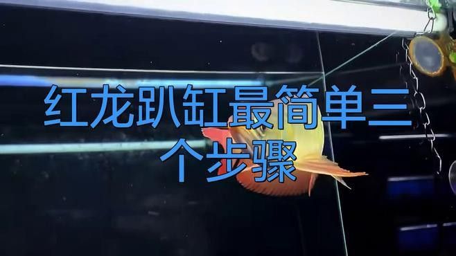 永安紅龍魚最簡單三個步驟（永安紅龍魚最簡單三個步驟幫你成功養(yǎng)殖永安紅龍魚）