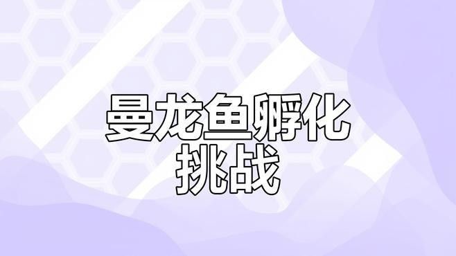 曼龍魚繁殖成功率有多高？（揭秘曼龍魚繁殖成功率）