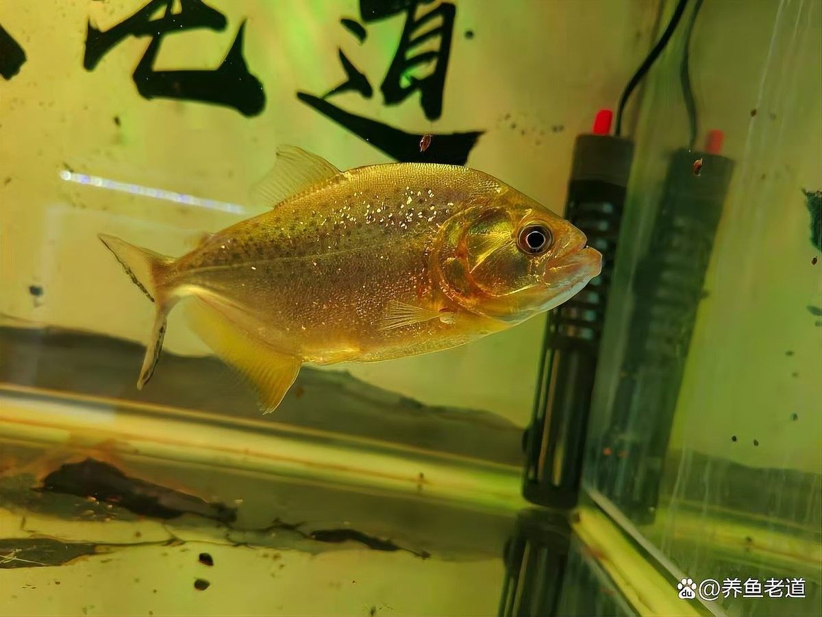 龍魚缸加熱棒多久換一次