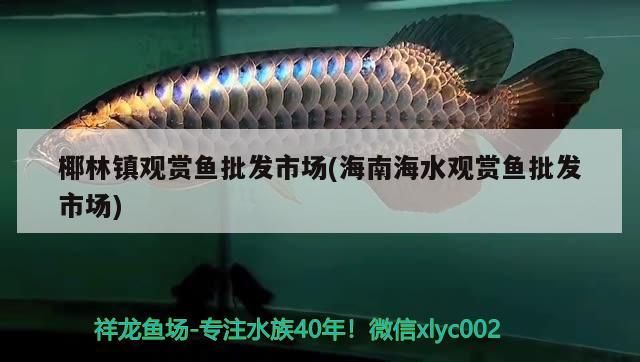 椰林鎮觀賞魚批發市場(<strong><mark>海南</mark></strong>海水觀賞魚批發市場)