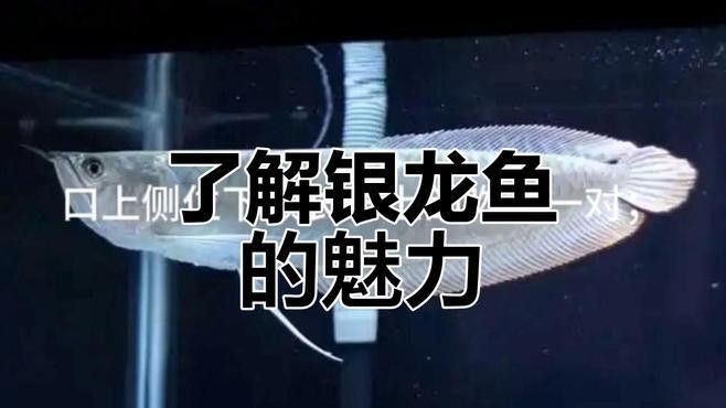 銀龍魚秒懂百科（關于銀龍魚的一些基本信息）