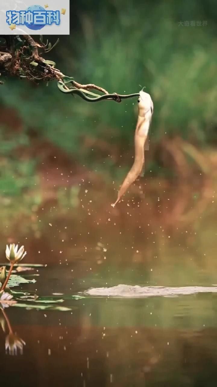 銀龍魚秒懂百科（關于銀龍魚的一些基本信息）