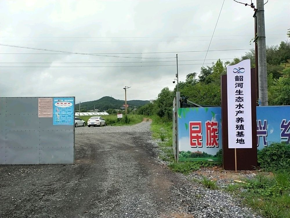 韶山龍魚