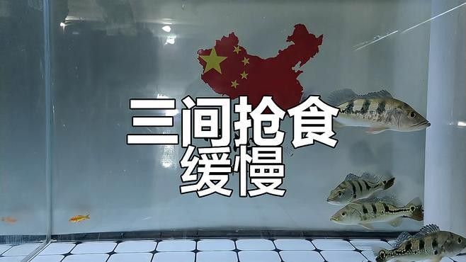 巴西亞和皇冠三間哪個更貴？