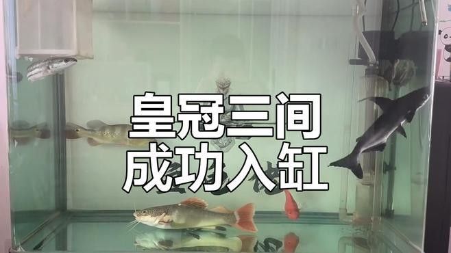 巴西亞和皇冠三間哪個更貴？
