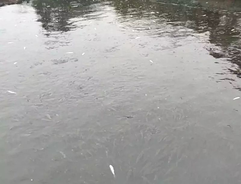 金龍魚(yú)水霉病會(huì)傳染嗎