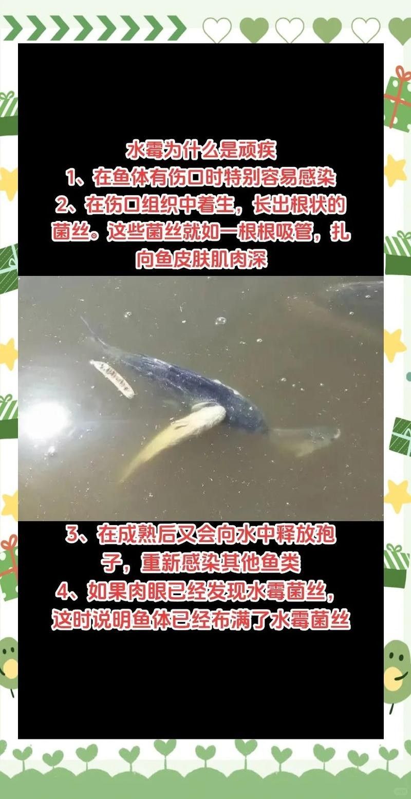 金龍魚(yú)水霉病會(huì)傳染嗎