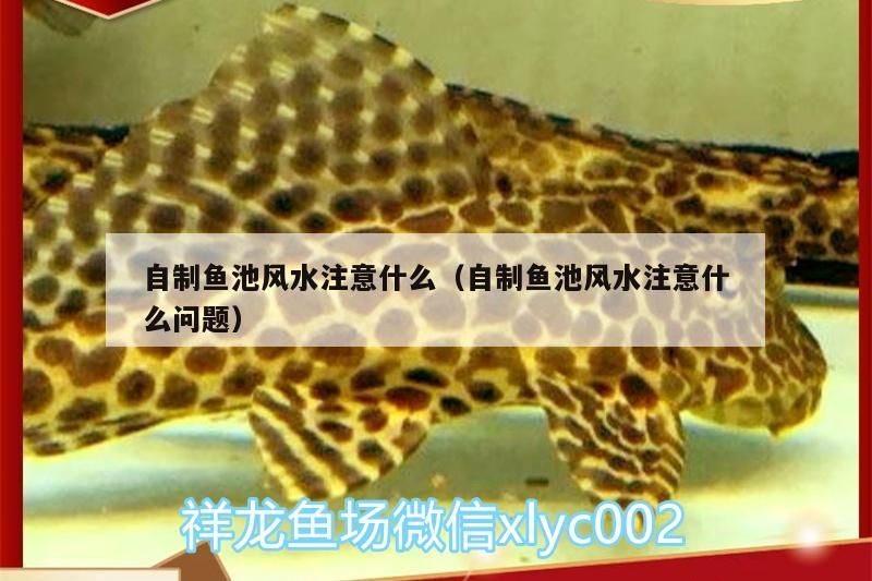 自制魚池風水注意什么（自制魚池風水注意什么問題）