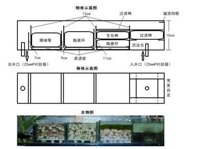 探秘泰州彩鰈魚缸專賣店，水族愛好者的天堂與專業養魚指南