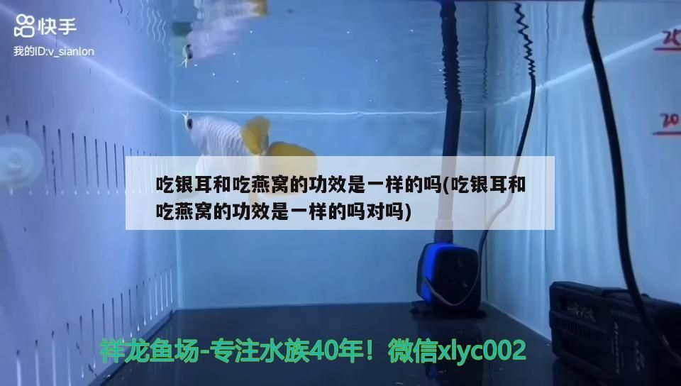 龍魚和鯊魚能一起養嗎視頻（龍魚和鯊魚能一起養嗎視頻講解）
