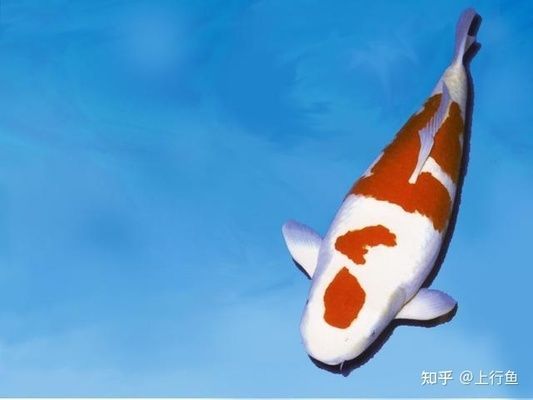 互動好的觀賞魚（水族世界中觀賞魚不僅美麗還能與人形成良好的互動）