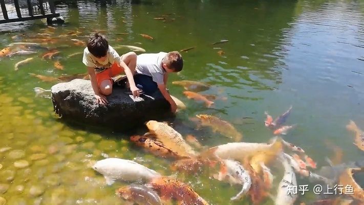 互動好的觀賞魚（水族世界中觀賞魚不僅美麗還能與人形成良好的互動）