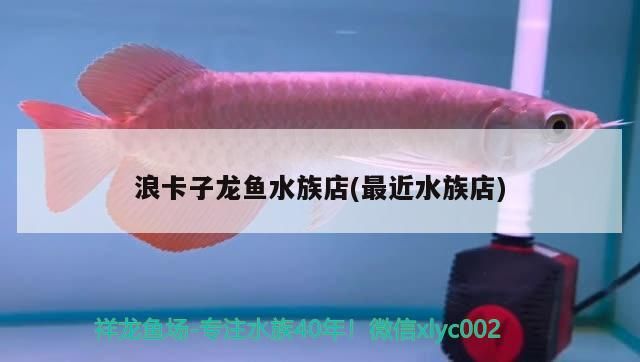 <strong><mark>浪卡子</mark></strong>龍魚水族店(最近水族店)（上海<strong><mark>浪卡子</mark></strong>龍魚水族店，<strong><mark>浪卡子</mark></strong>龍魚水族店）