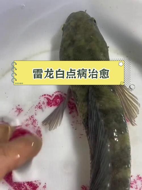 如何預(yù)防雷龍魚的白點(diǎn)病？