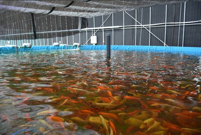如何聯系天津西龍魚缸專賣店的客服