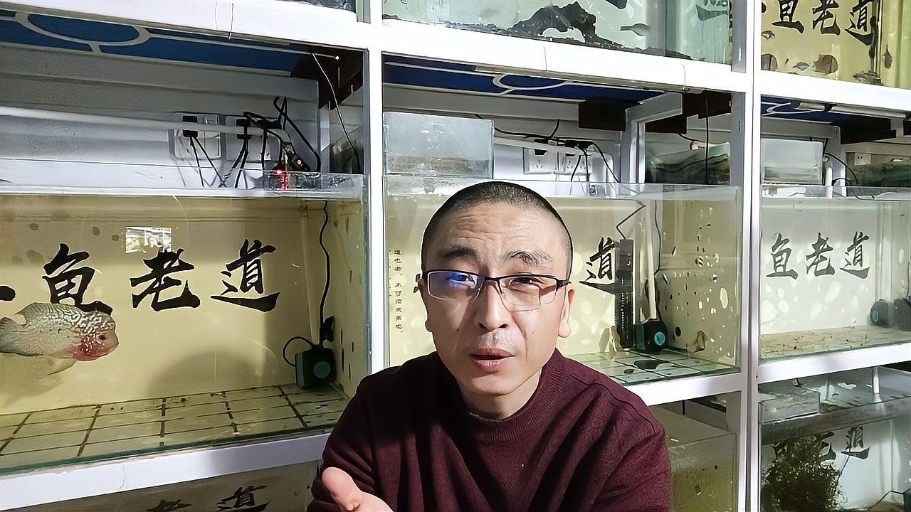 迷你鸚鵡魚繁殖后如何護理（迷你鸚鵡魚繁殖后護理的一些建議）
