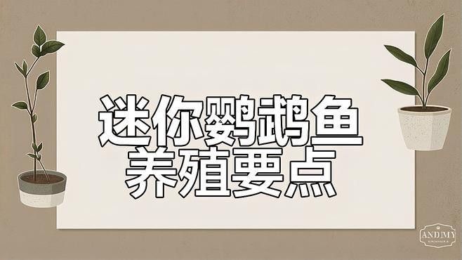 迷你鸚鵡魚繁殖后如何護理（迷你鸚鵡魚繁殖后護理的一些建議）