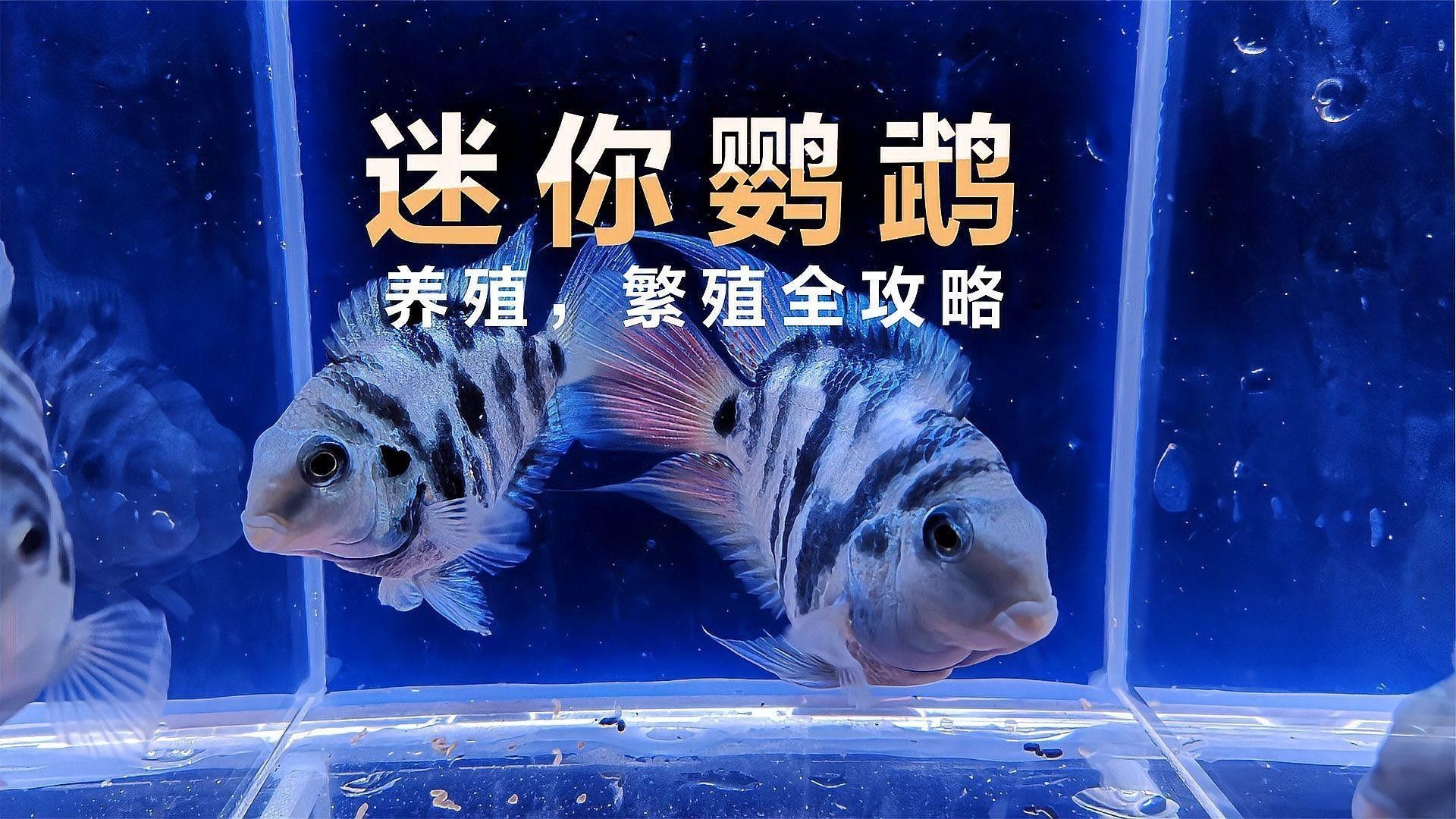 迷你鸚鵡魚繁殖后如何護理（迷你鸚鵡魚繁殖后護理的一些建議）